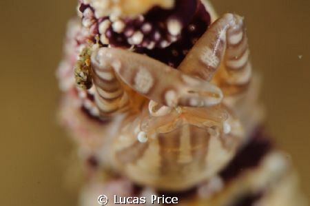 Porcelain Crab shot with a Nikon d300, 105mm lens, and Su... by Lucas Price 