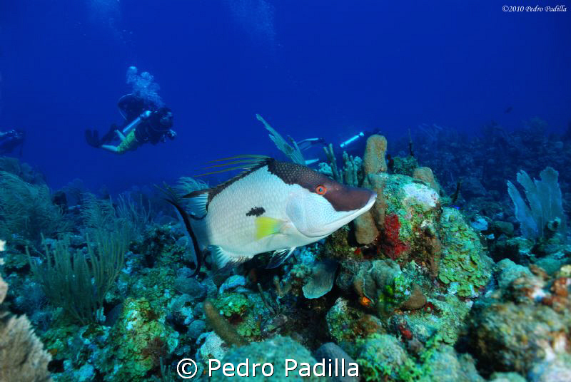 My buddy The Hogfish, was diving next to us to showing it... by Pedro Padilla 