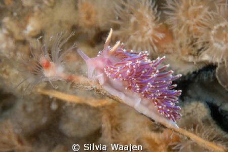 The picture of Facelina auriculata was taken at the dives... by Silvia Waajen 