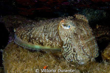 MACRO OF A CUTTLEFISH by Vittorio Durante 