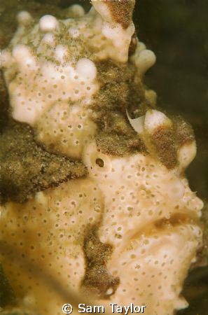 We found this frogfish whilst doing some exploratory dive... by Sam Taylor 