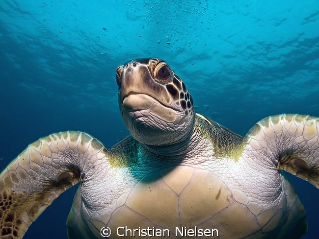 Mr Wrinkle,
He came close, so even with the 14 mm, he qu... by Christian Nielsen 