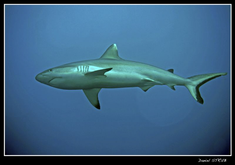 Charcharinus amblyrhynchos - Grey reef shark - most commo... by Daniel Strub 