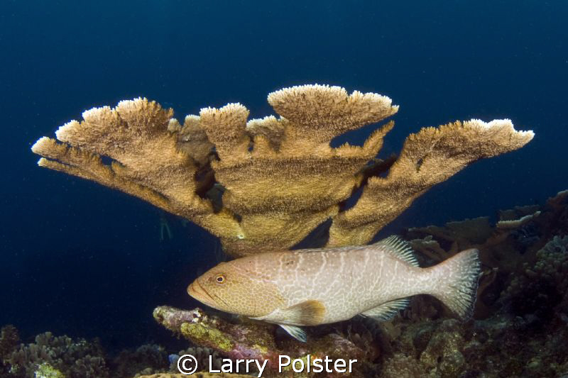 Grouper chilling under healthy staghorn coral. D300-Tokin... by Larry Polster 