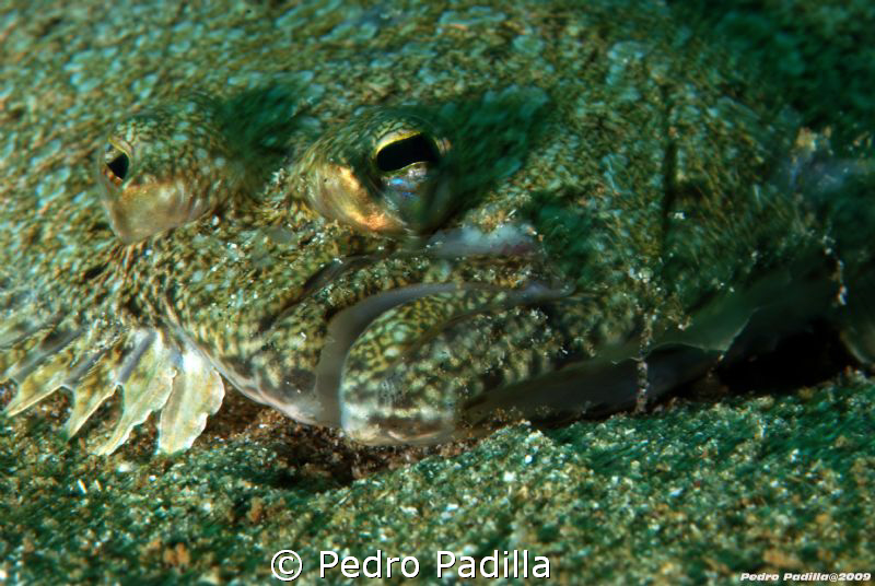 Camouflaged flounder fish in sandy bottom. Dive Site: Cra... by Pedro Padilla 
