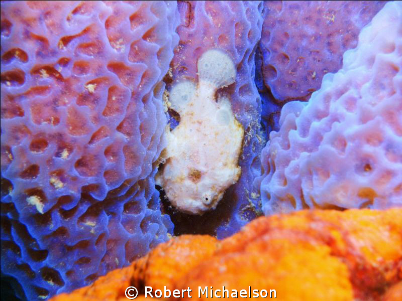 White Frogfish on a sponge at Capt Don's Habitat, Bonaire by Robert Michaelson 