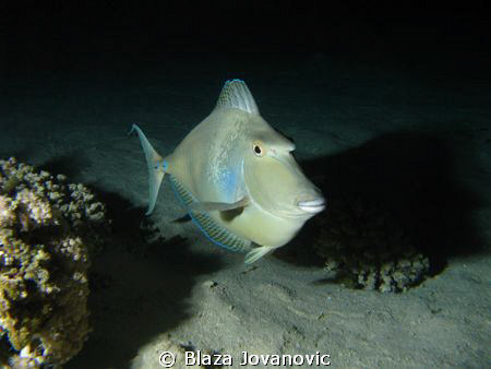 Unicorn fish during a night dive on the Southern house re... by Blaza Jovanovic 