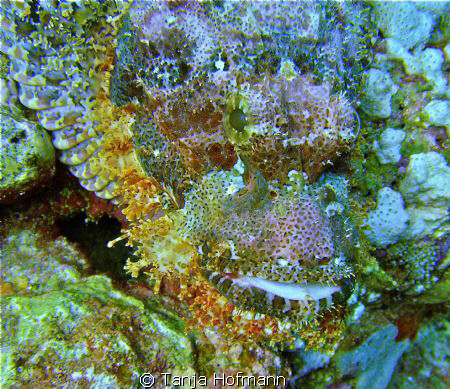 Close up of a scorpion fish in Marsa Alam Egypt by Tanja Hofmann 