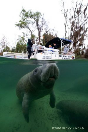 Crystal River manatee comes up for a breath of fresh air ... by Becky Kagan 