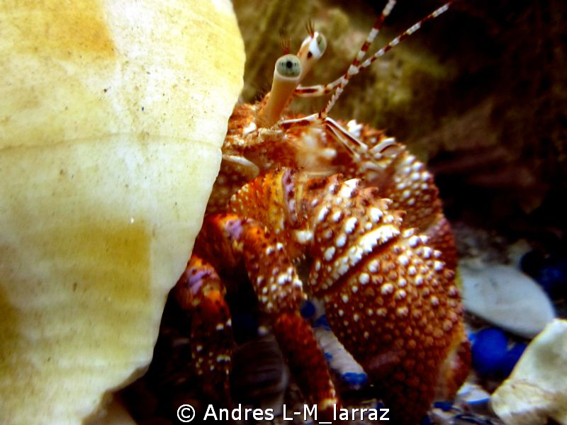 Hermit crab. by Andres L-M_larraz 