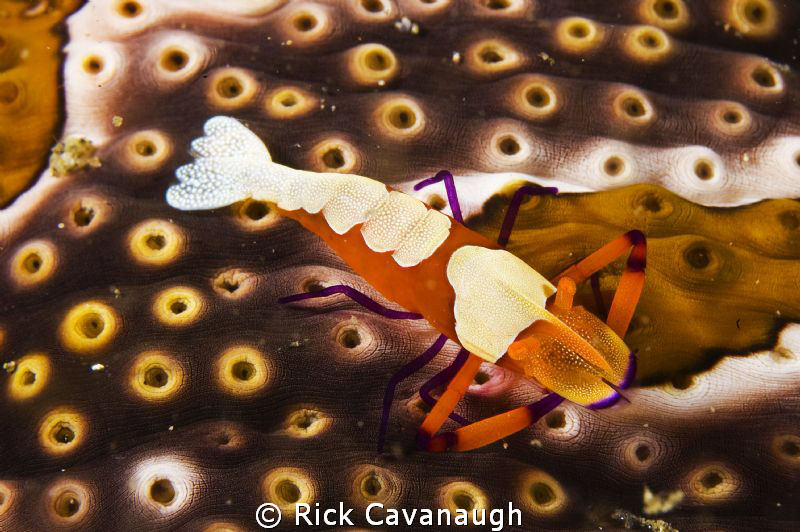Emperor Shrimp on a sea cucumber by Rick Cavanaugh 