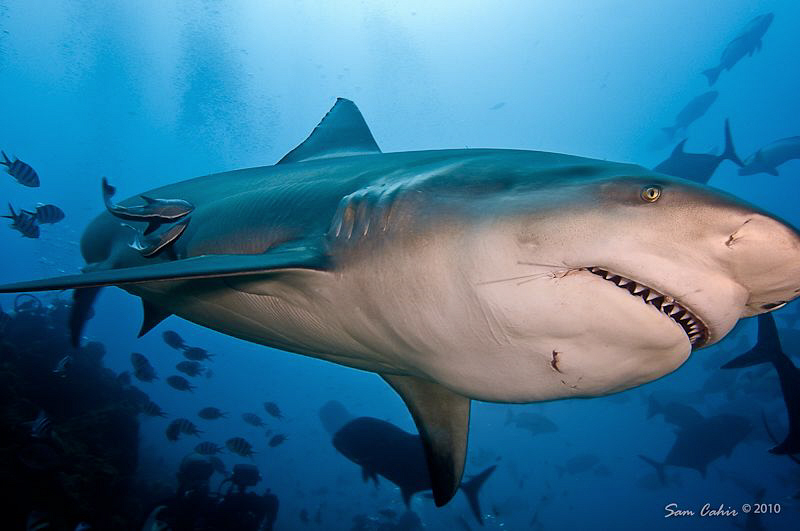 Catch me if you can.  This Bull shark is three times luck... by Sam Cahir 