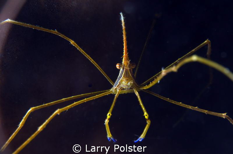 Arrow crab in Roatan D300-60mm, f22, 1/160 by Larry Polster 