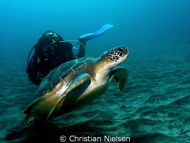 Take off !
Another friendly green turtle with a friendly... by Christian Nielsen 