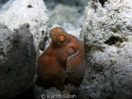 Octopoda or octopuses by Karim Salah 