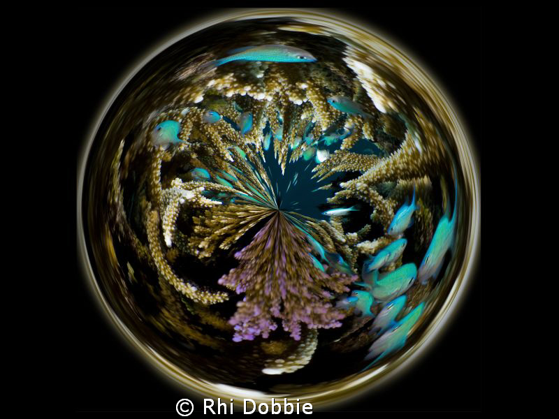 A crystal ball of Staghorn Coral.
G9, Ikelite Housing, I... by Rhi Dobbie 
