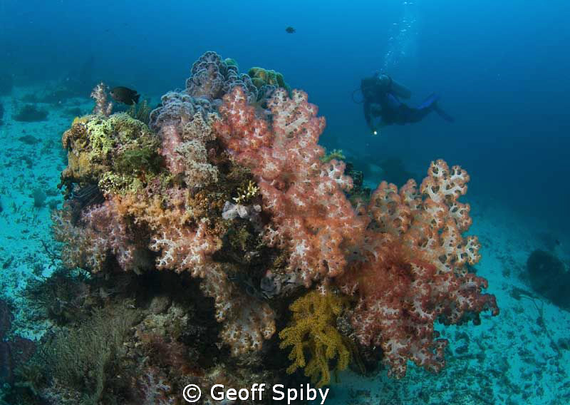 soft corals, Cabilao by Geoff Spiby 