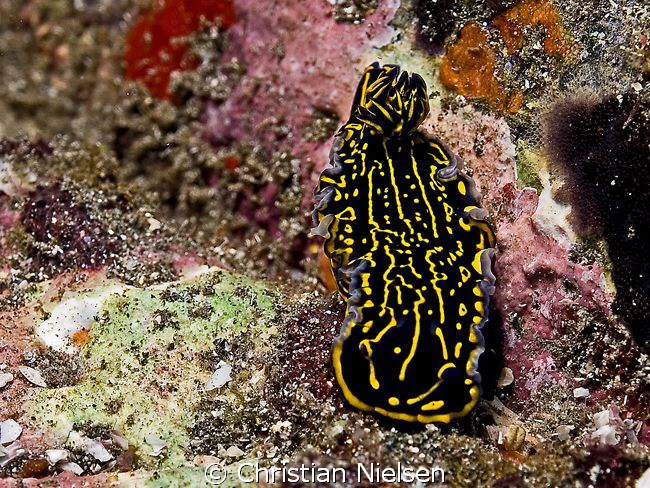 Nudibranch in Tenerife. 
I like the colours of this one ... by Christian Nielsen 