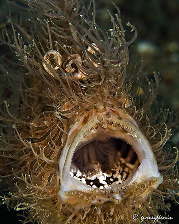 Hairy frog fish that tried to be unnoticed but failed wit... by Gurney Fermin 