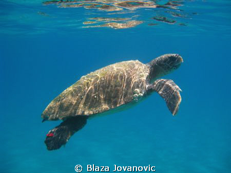 Loggerhead sea turtle in waters of Zakynthos, Greece; can... by Blaza Jovanovic 