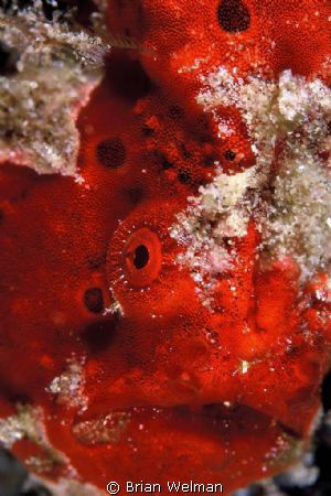 Frog Fish Close Up by Brian Welman 
