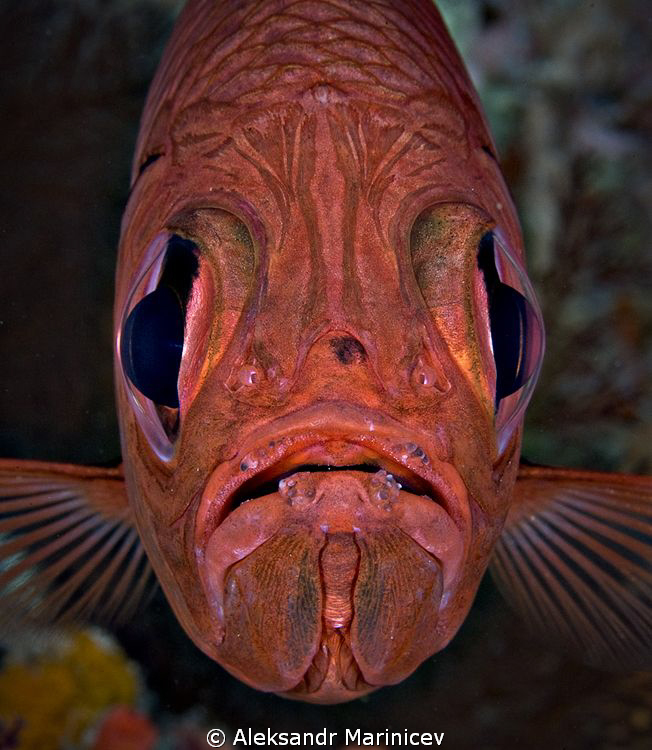 "Faces of Death"
Common bigeye fish
Cannon 1Ds MarkII w... by Aleksandr Marinicev 