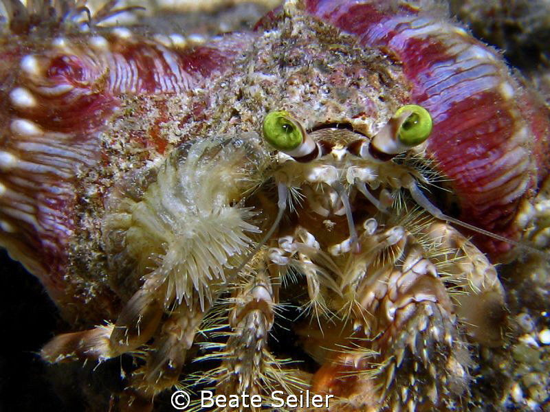HermitCrab with sea anemones, taken with Canon S70 and UC... by Beate Seiler 