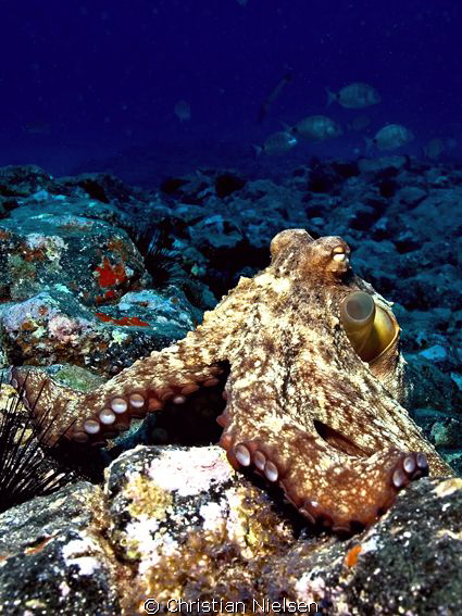 Friendly octopus posing.
Photo shot on Palm Mar divesite... by Christian Nielsen 