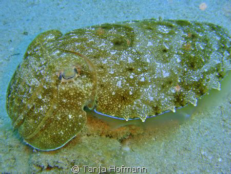Cuttlefish in Marsa Alam, Egypt by Tanja Hofmann 