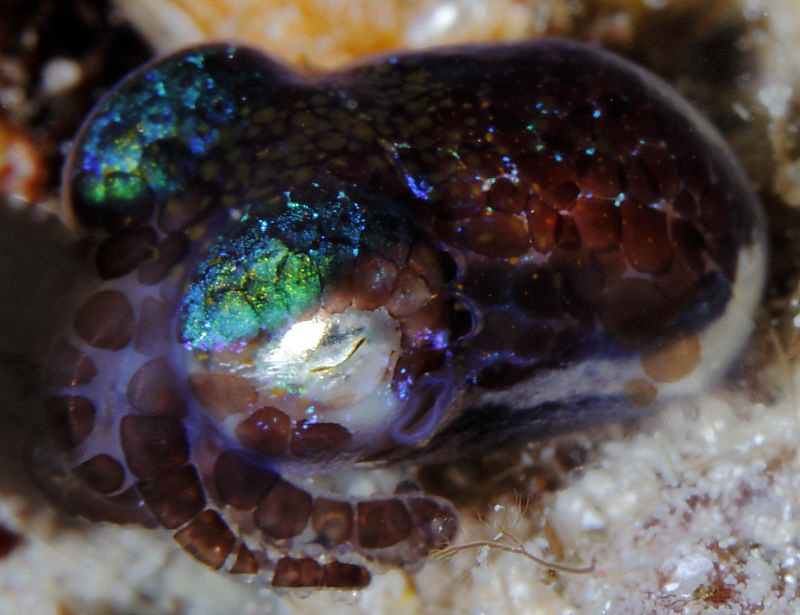 Bobtail squid at Goraici close to Ternate.
Canon 500D + ... by Reidar Opem 