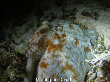 Night dive from Xpuha, mexico. by Philippe Duval 