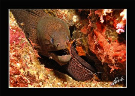 giant moray eel maintenance, koh Bon - Thailand by Adriano Trapani 