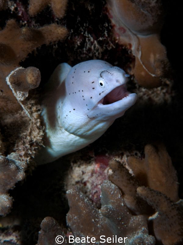 White Moray (siderea grisea) , taken with Canon G10 by Beate Seiler 