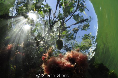 Cancun Mangroves by Shane Gross 