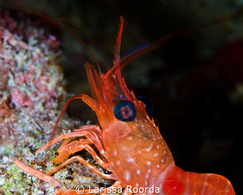 Night dive shot of a large shrimp.  A few inches in lengt... by Larissa Roorda 