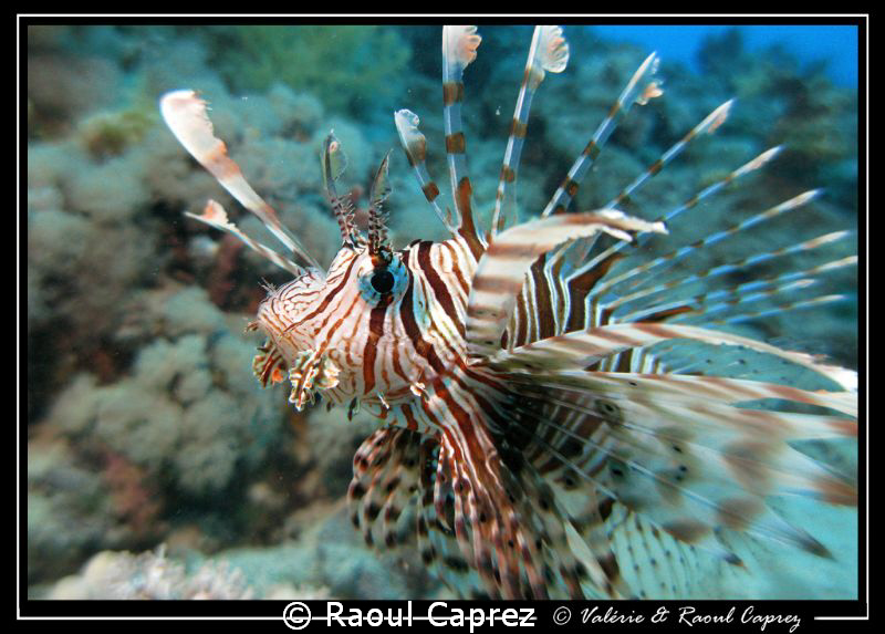 Pterois taken in Sharm El Sheick with a Canon G9 and a si... by Raoul Caprez 