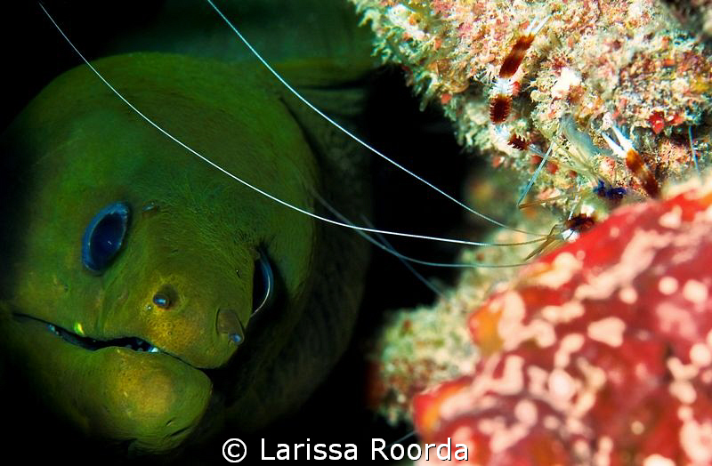 "YES, THAT'S MY BUDDY!".   Moray awaiting his cleaning. by Larissa Roorda 
