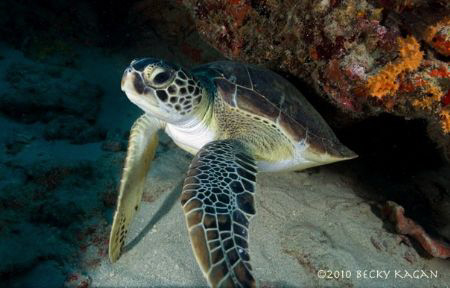 A small hawksbill sea turtle admires himself in the dome ... by Becky Kagan 
