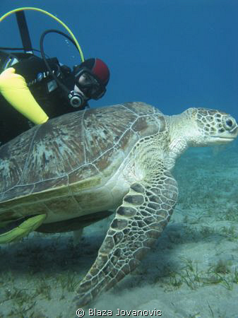 Igor - the best diver I know, and a turtle in Abu Dabbab,... by Blaza Jovanovic 