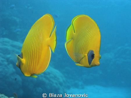 Yellow dance - masked butterfly fishes during a dive at S... by Blaza Jovanovic 