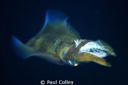 Squid attacking Rabbitfish taken on a night dive.  An opp... by Paul Colley 