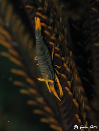 Nicely cloloured feather star shrimp.  Canon G10 plus Ino... by John Hill 