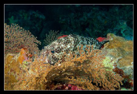 Merou loutre / Greasy grouper - (Epinephelus Tauvina) @ A... by Christophe Warpelin 