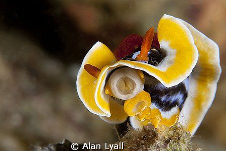Hi there... chromodoris magnifica by Alan Lyall 