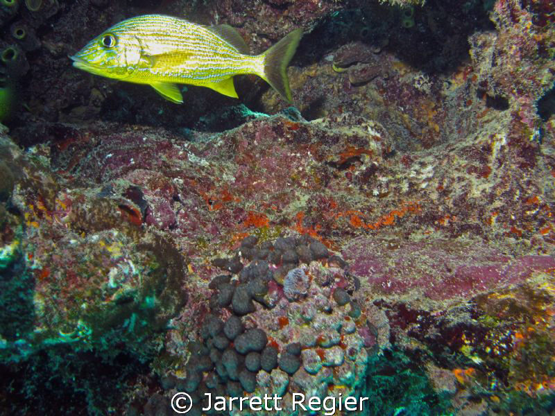 Key Largo-Molasses Reef by Jarrett Regier 