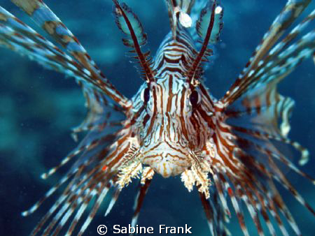 This Lionfish was quite interested in the camera and gave... by Sabine Frank 