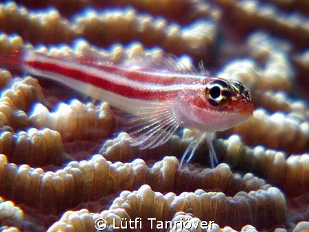 Hello...
A tiny goby on the coral by Lütfi Tanrıöver 