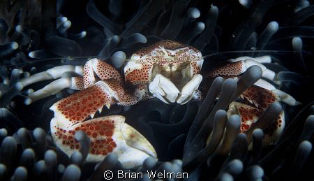 Porcelein Crab
105mm macro lens and +2 diopter by Brian Welman 