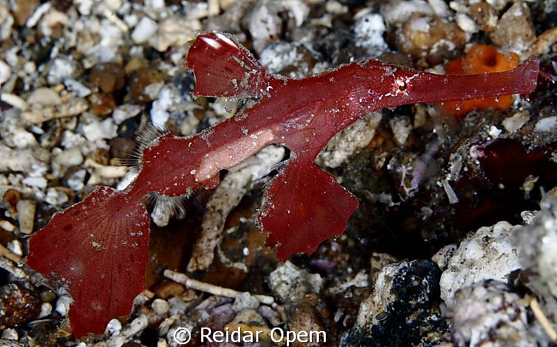 Robust Ghost Pipefish in red variation by Reidar Opem 