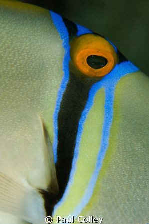 Close up of a Picasso Trigger fish; one of the most colou... by Paul Colley 